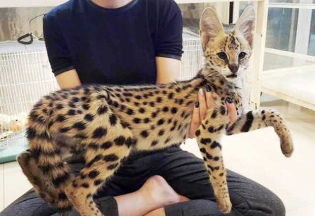 Is the serval cat a good pet?