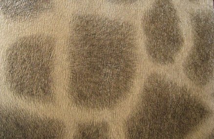 Leopard Print