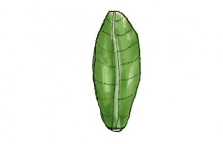 Cos Lettuce