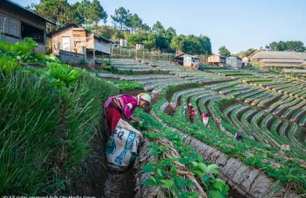 Caption: Strawberry fields at the Royal Projects, Doi Angkang 