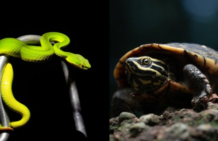 Photo: White-lipped pit viper (BK Magazine) and Malayan snail eating turtle (Ton Tan Travel)