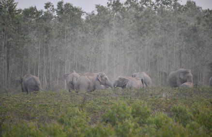 Image credit: WWF-Thailand