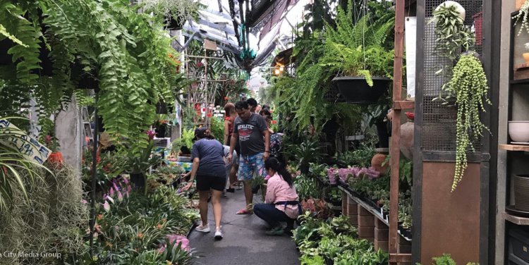 Bring Nature Into Your Home With Bangkok S Best Plant Markets Bk