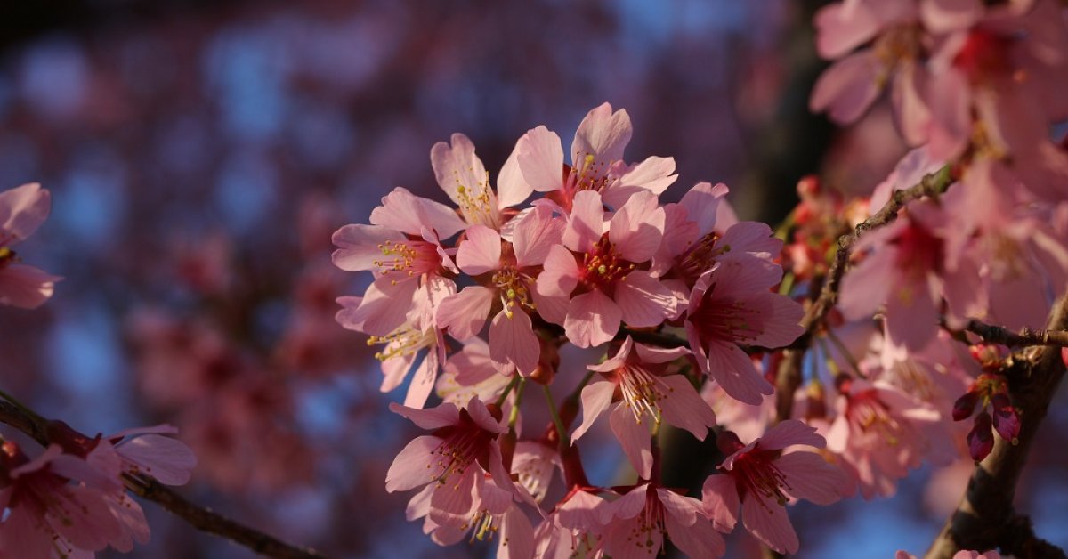 10 other places to see sakura outside Japan | BK Magazine Online