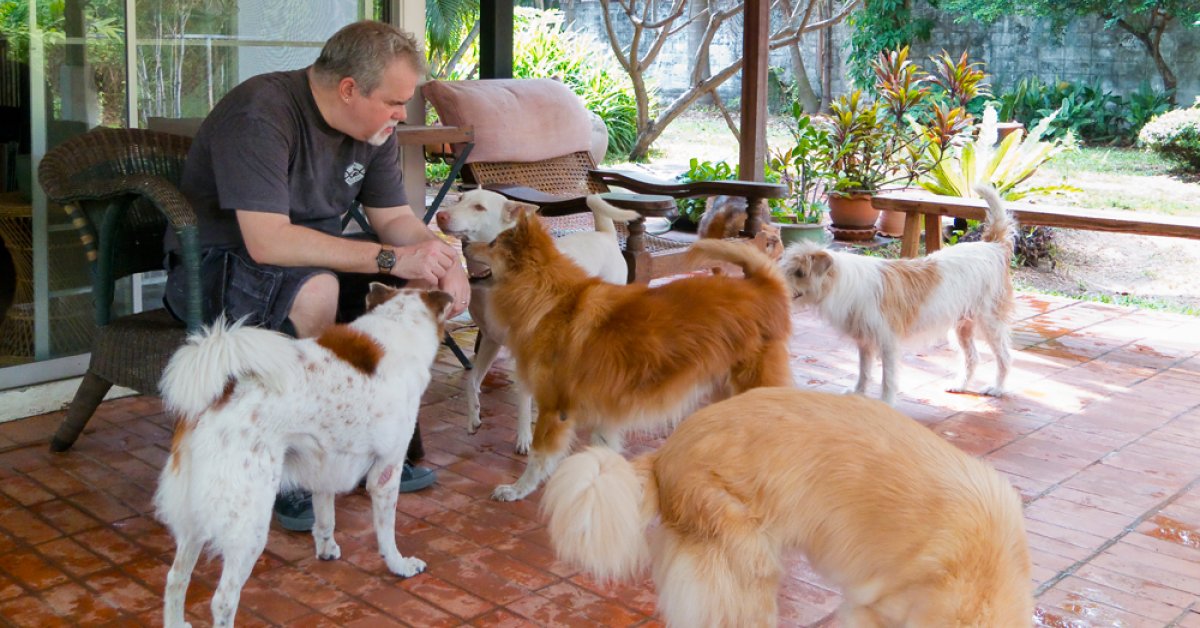 The Pet Owners Saving Bangkok's Stray Cats and Dogs | BK Magazine Online