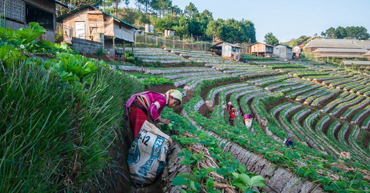 Chiang Mai Becomes 4th Thai Province Covered By Michelin | BK Magazine ...