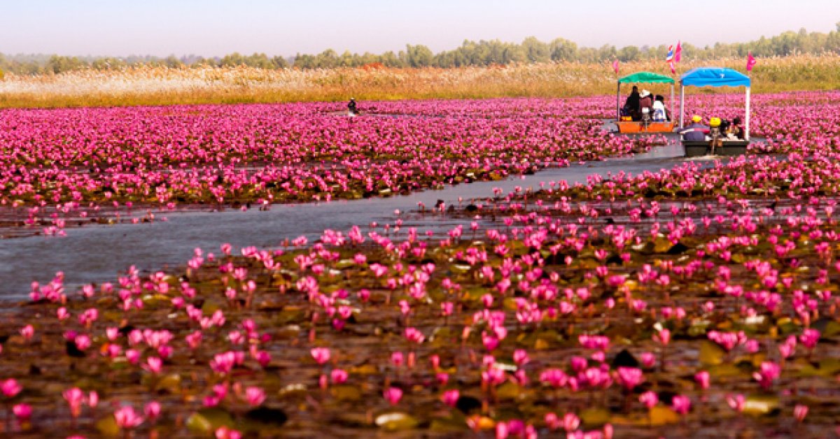 Now is the Time to Visit Udon Thani's Amazing Red Lotus Sea | BK