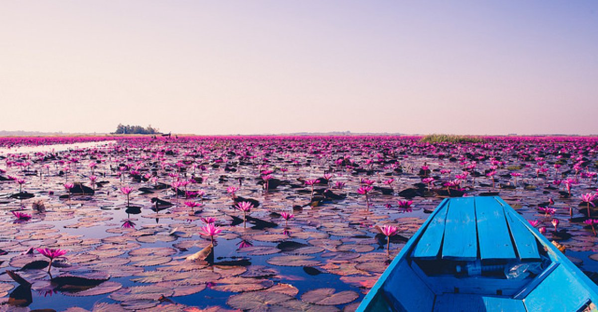 Now Is The Time To Visit Udon Thani's Amazing Red Lotus Sea | BK ...