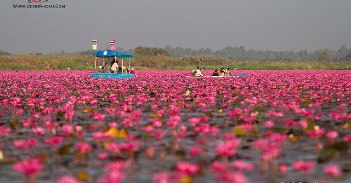 Now Is The Time To Visit Udon Thani's Amazing Red Lotus Sea | BK ...