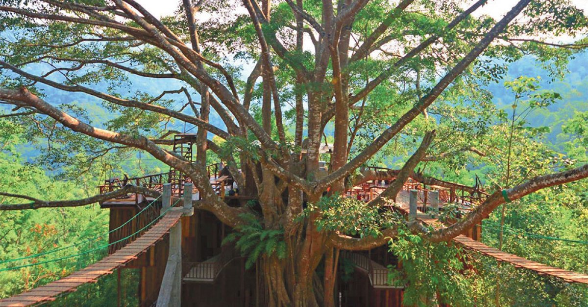 Chiang Mai's Must-visit Jungle Cafes | BK Magazine Online