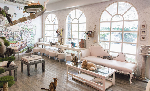 Dogs Cats  Lattes Bangkok s Best Pet Cafes BK Magazine 