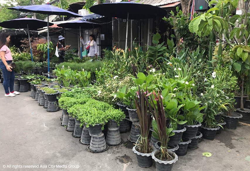 Bring Nature Into Your Home With Bangkok S Best Plant Markets Bk