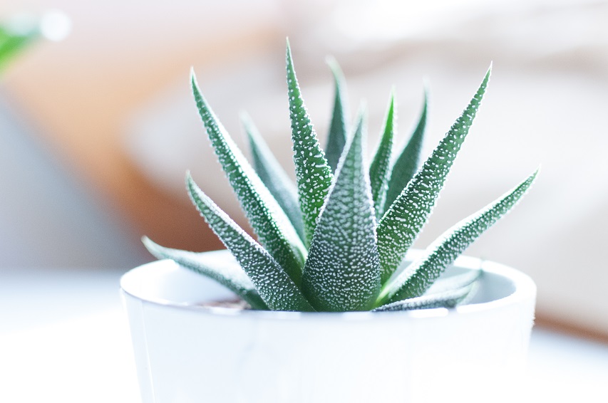 Here Are The Best Air Purifying Indoor Plants You Can Buy For Your Home Bk Magazine Online 2417